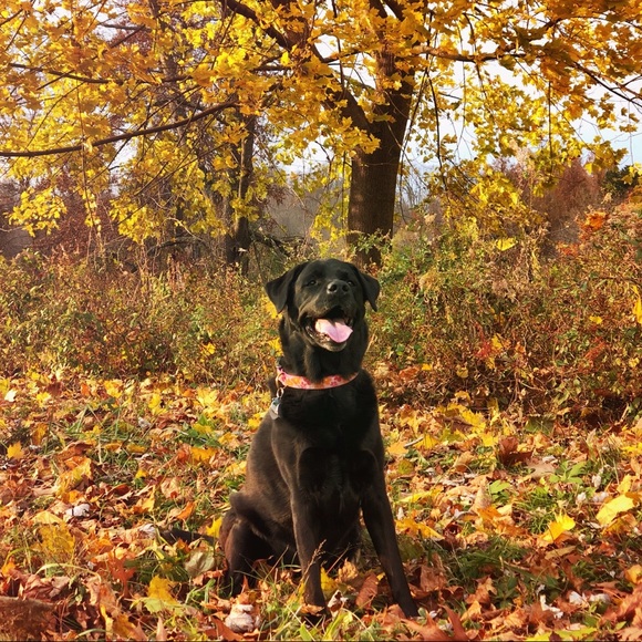 Meet your Posher, Max - Picture 1 of 1